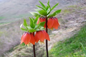 Crown Imperial Plain in Iran