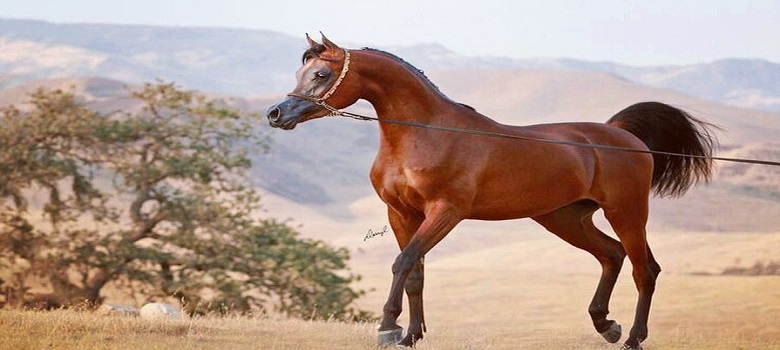 Horse riding tour in Iran nature