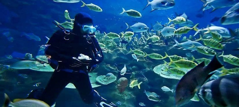 scuba diving guided tour in Iran, aquatic animals in Persian Gulf